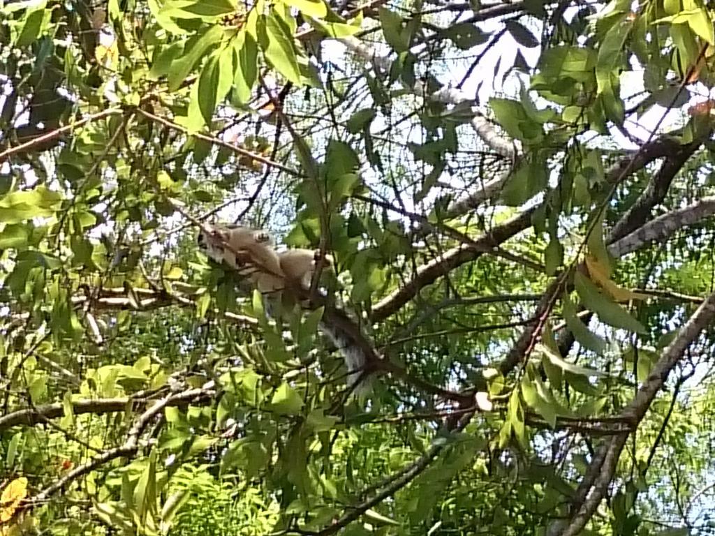 Isanka Lion Lodge Sigiriya Dış mekan fotoğraf